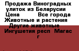 Продажа Виноградных улиток из Беларусии › Цена ­ 250 - Все города Животные и растения » Другие животные   . Ингушетия респ.,Магас г.